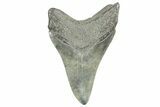 Serrated, Fossil Megalodon Tooth - South Carolina #365748-2